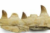 Fossil Mosasaur Jaw Section with Teeth - Morocco #353153-2